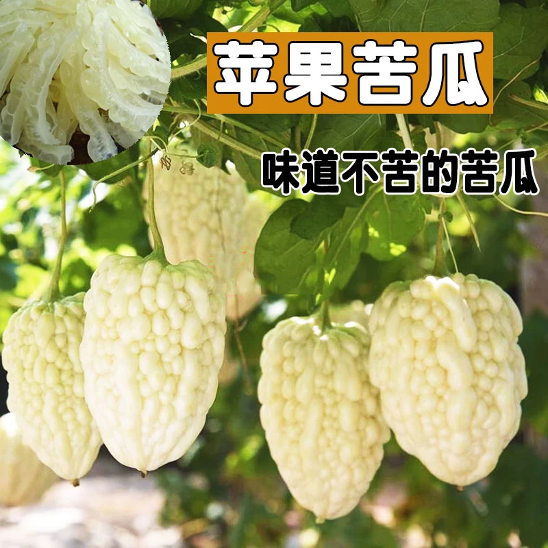 苹果苦瓜种子甘甜脆爽水果苦瓜四季播种家庭种植