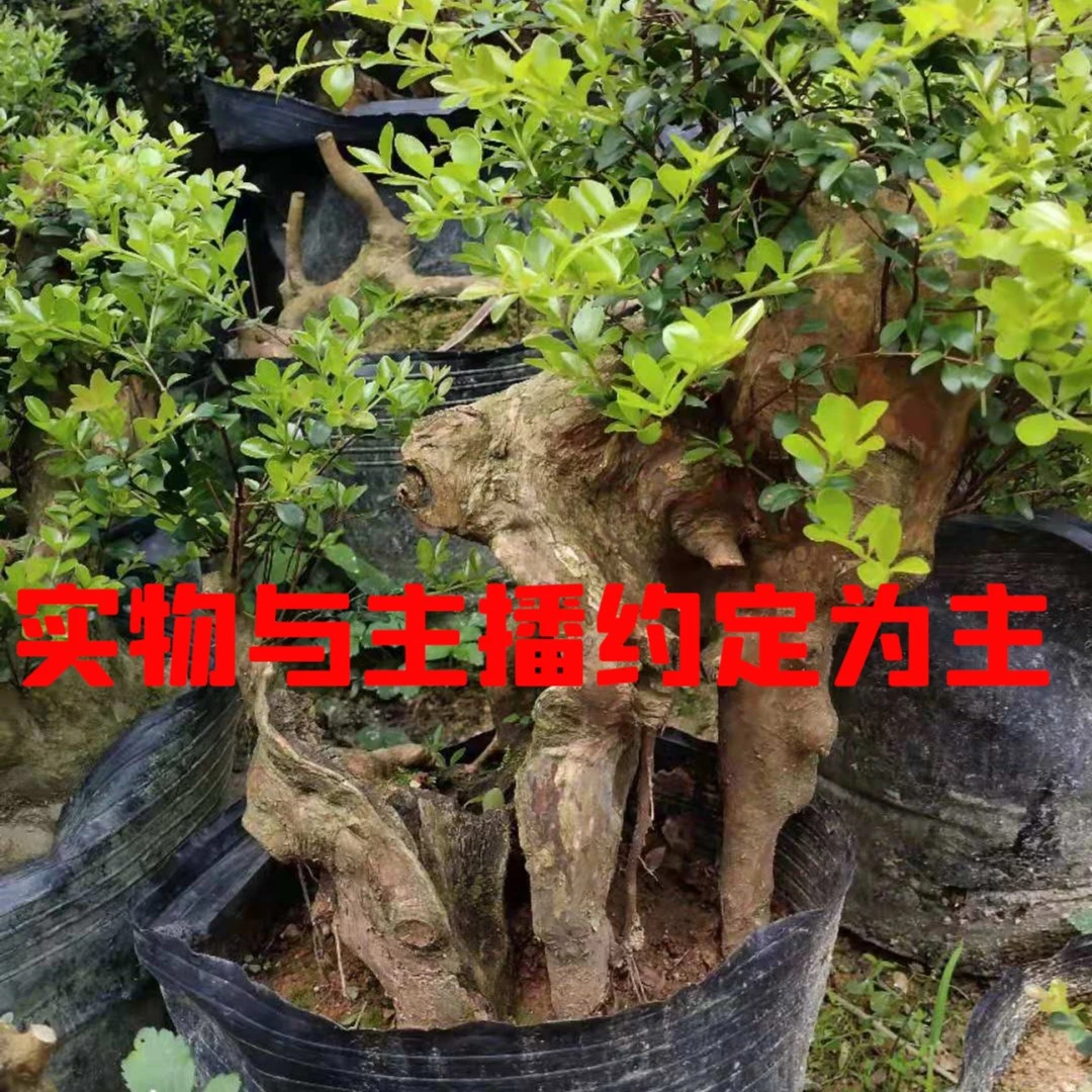 精品赤楠紫薇黄荆各种盆景