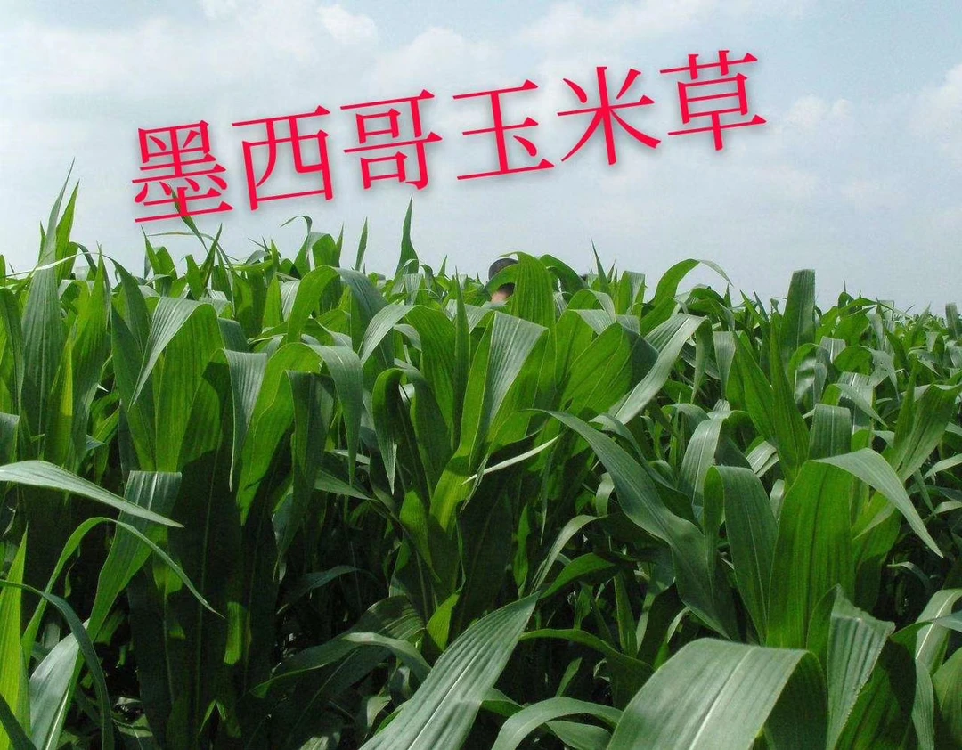 墨西哥玉米草，大叶片杆有甜味