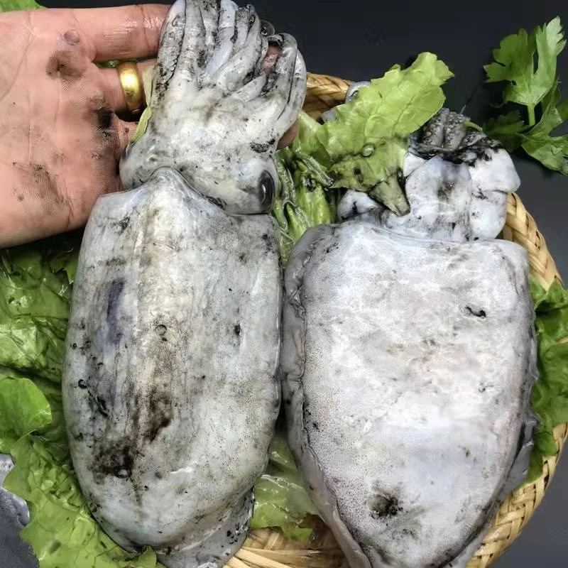 【海尖道】东海野生大墨鱼 四斤6-7只   顺丰包邮