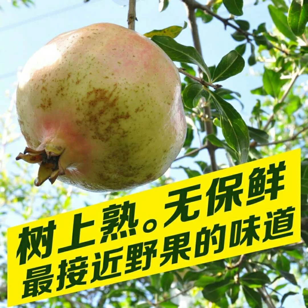 高鲜生云南蒙自甜石榴多汁大粒鲜甜 薄皮老树绿籽石榴皮薄采摘