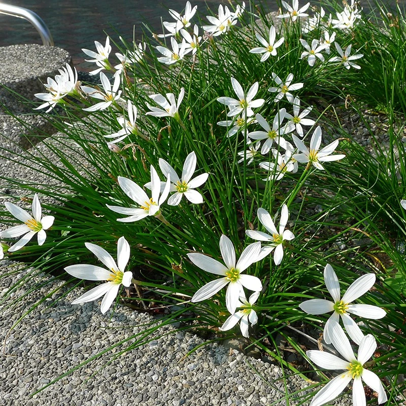 多年生花草葱莲地被植物葱兰盆栽风雨兰花苗易种粉花公园花坛绿化