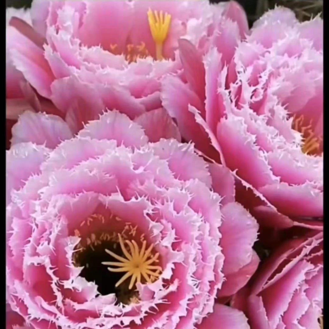 芸儿侧芽，毛花柱仙人球（全场满20包邮）粉色栽培夏季春季仙人球