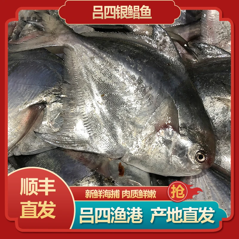 现称2  江苏吕四渔港银鲳鱼-1斤-10斤新鲜产地
