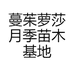 蔓茱萝莎月季苗木基地