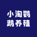 小淘鹦鹉养殖