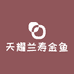 天耀兰寿金鱼