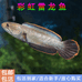 啊林水族馆