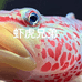 虾虎兄弟水族精选