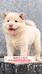 田园犬甄选小陈