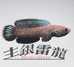主银雷龙