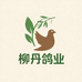 柳丹鸽业