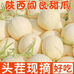 东茂农业基地