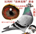 李氏血统鸽业