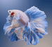 自渔自乐水族馆