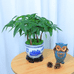 馨隆花卉绿植基地