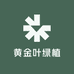 黄金叶绿植