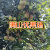 满山优果场的店铺
