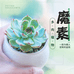 魔素汇景绿植专卖店
