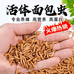 鲜活黄粉虫面包虫养殖