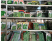 YUESU约素凯尔枫种子专卖店