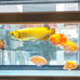 爱上鱼齐齐哈尔水族馆