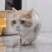 猫也穿拖鞋