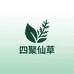 四聚仙草松针油源头工厂店