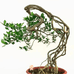 融洽绿植空间