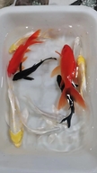鱼兮兮锦鲤观赏鱼