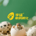 李猛斗鹌鹑孵化