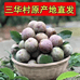 正宗三华村三华李