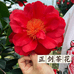 正剑茶花园