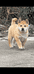永盛田园犬萌宠