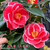 花艺轩花木场