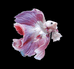 佬表Betta