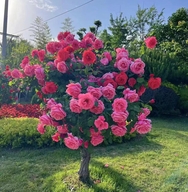 花农氏铭睿花卉专卖店