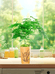 植源公司