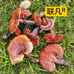 联凡灵芝企业店