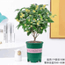 蔬麦蓝歆果树苗木专卖店