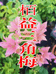 栢益三角梅