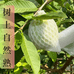 南沙靓仔农特产