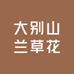 大别山兰草花