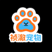 瑶瑶的金丝熊