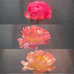 菏泽祺美牡丹芍药种植基地