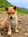土狗表弟 田园犬