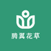 腾翼花草