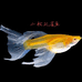 小航水族精品鱼