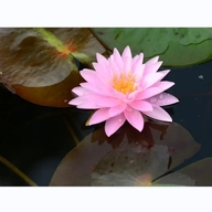 莲花严选个体店
