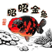 福州昭昭金鱼